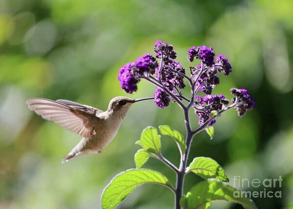 Hummingbird Poster featuring the photograph Hummingbird Sunshine and Purple Flowers by Carol Groenen