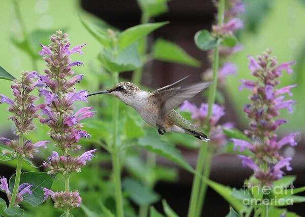 Beautiful Hummingbird Poster featuring the photograph Hummingbird with Lovely Agastache by Carol Groenen