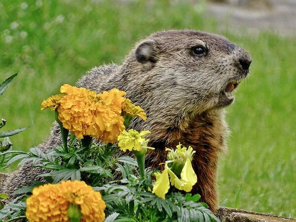 Groundhog Poster featuring the photograph I Promise Not To Eat All The Flowers by Susan Sam