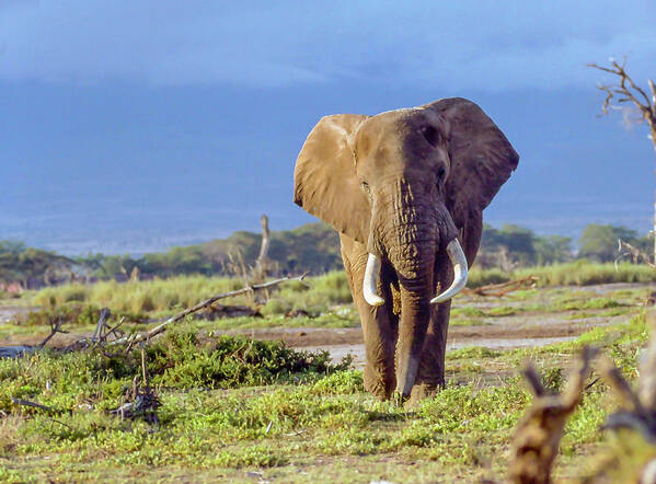 Kenya Poster featuring the photograph Kenya Bull Elephant by Phil And Karen Rispin