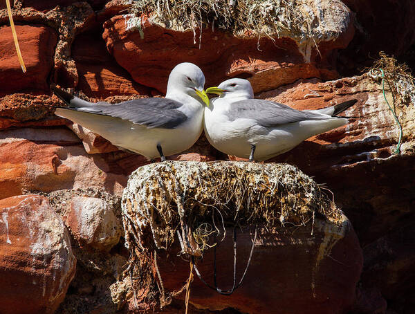 Kittiwake Poster featuring the photograph Kittiwake Pair on Nest by Max Blinkhorn