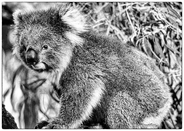 Australia Poster featuring the photograph Koala Bear by Frank Lee