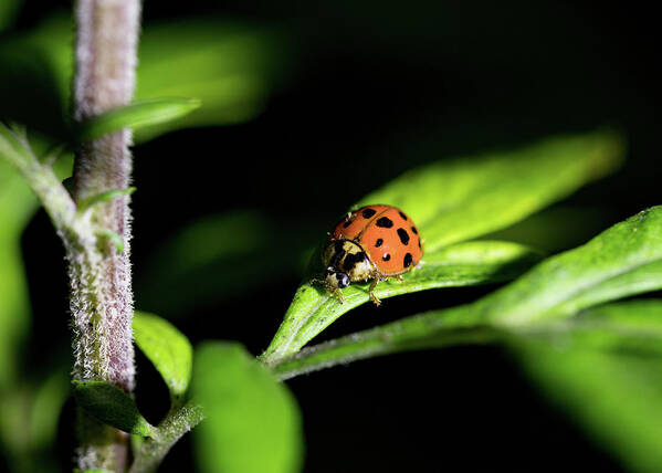 Animals Poster featuring the photograph Ladybug - Nature Photography by Amelia Pearn