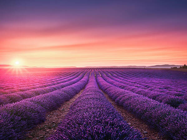 Lavender Poster featuring the photograph Lavender fields at sunset. by Stefano Orazzini