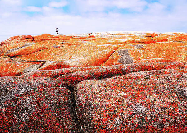 Tantalising Poster featuring the photograph Lichen on rocks Bay of Fires by Lexa Harpell
