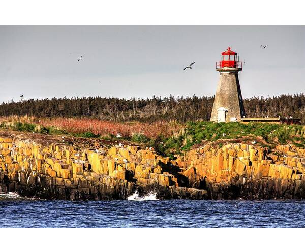 Light House Island Peters Island Gulls Rocks Sea Ocean Nova Scotia Poster featuring the photograph Light HOuse by David Matthews