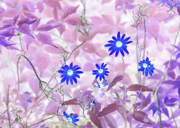 Flowers Poster featuring the photograph Happy Blue Daisies by Missy Joy