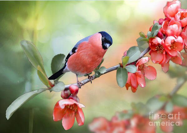 Bull Finch Poster featuring the mixed media Little Bull Finch on Quince Blossom by Morag Bates