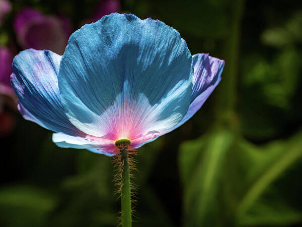 Flowers/plants Poster featuring the photograph Looking up - Himalayan Blue Poppy by Louis Dallara