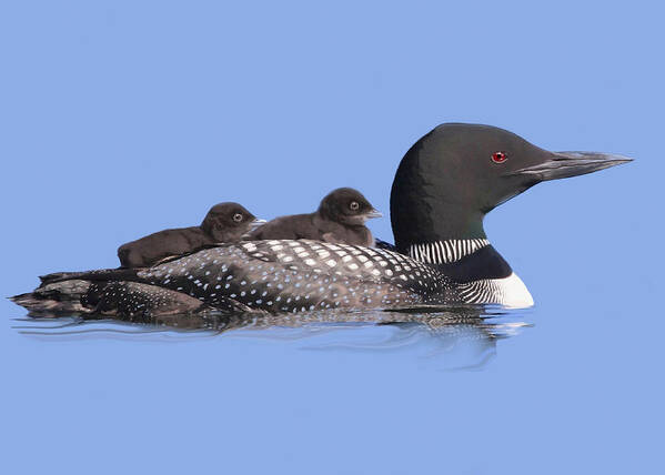 Nature Poster featuring the mixed media Loons by Judy Cuddehe
