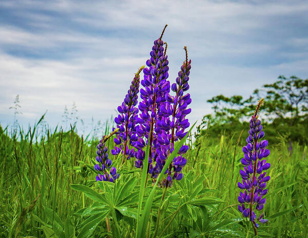 Lupine Poster featuring the photograph Lupines In Bloom by Ann Moore