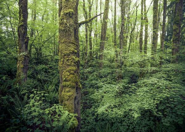 Cougar Mountain Poster featuring the photograph Lush Forest, Washington by Alexander Kunz