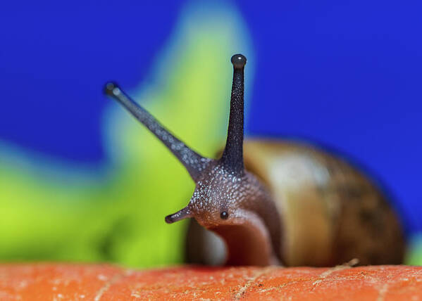Animals Poster featuring the photograph Macro Photography - Snail by Amelia Pearn