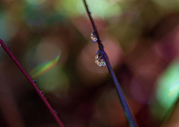 Fall Colors Poster featuring the photograph Macro Photography - Water Drops by Amelia Pearn