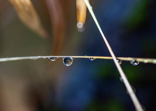 Plants Poster featuring the photograph Macro Photography - Water Drops on Stem by Amelia Pearn