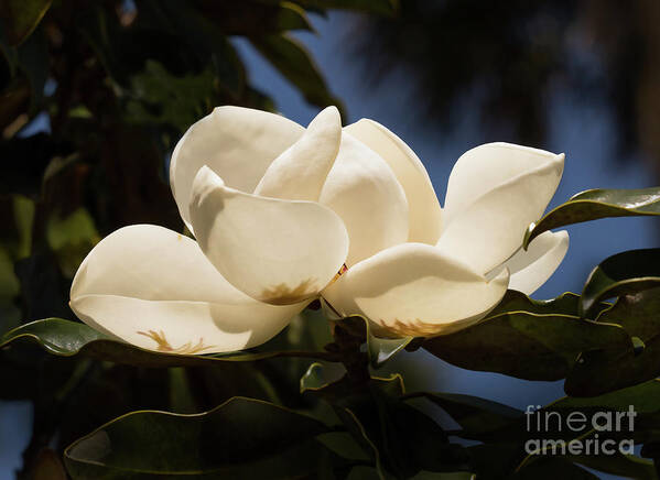 Magnolia Poster featuring the photograph Magnolia Blossom by Neala McCarten