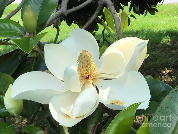 Magnolia - Flowers Poster featuring the photograph Magnolia Joy Two by Catherine Wilson