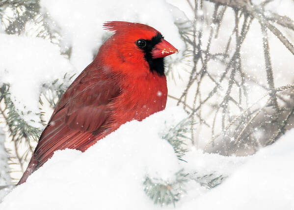 Cardinal Poster featuring the photograph Male Cardinal in Snow #2 by Patti Deters