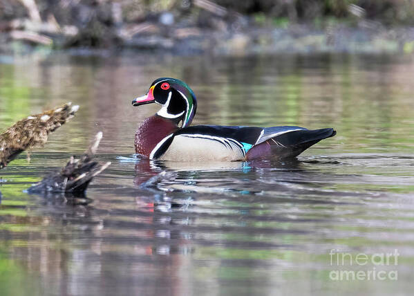Male Wood Duck Poster featuring the photograph Male Wood Duck by Ilene Hoffman