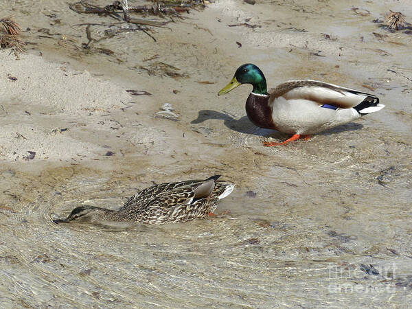 Mallard Ducks Poster featuring the photograph Mallard ducks - Rio Masso by Phil Banks