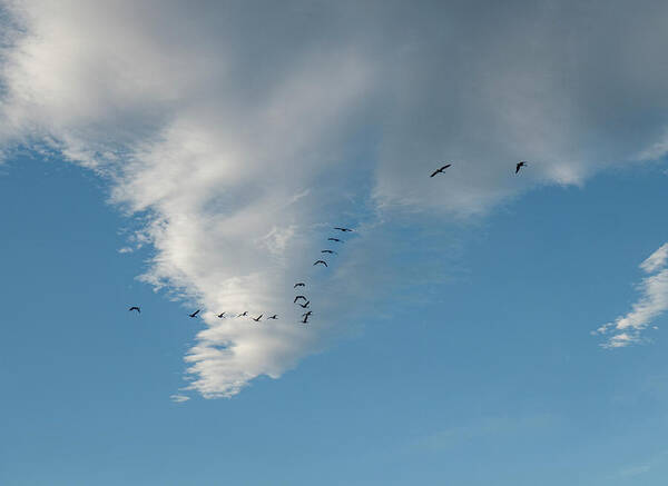 Geese Poster featuring the photograph Migrating Geese And Sky by Phil And Karen Rispin