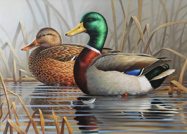 Mallard Paintings Poster featuring the painting Misty Hideaway by Guy Crittenden