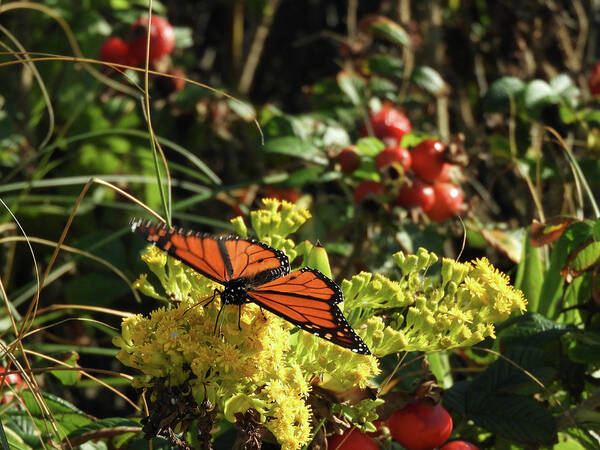 Monarch Butterfly Poster featuring the photograph Monarch on Beach Goldenrod by Kristin Hatt