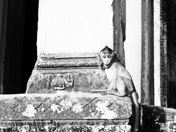 Monkey Poster featuring the photograph Monkey Siem Reap Angkor Wat by Brad Fike
