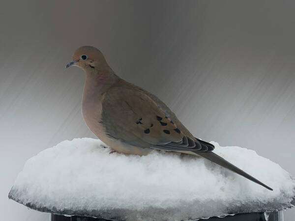 Bird Poster featuring the photograph Mourning Dove by Leslie Montgomery