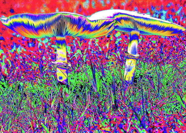 Mushrooms Poster featuring the digital art Mushrooms On Mushrooms by Larry Beat