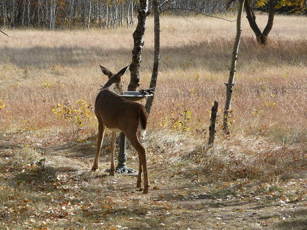 Deer Poster featuring the photograph Not Just for the Birds by Ruth Kamenev