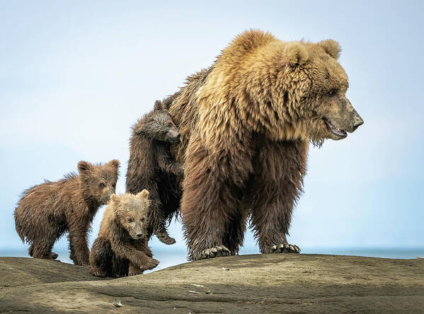 Grizzly Poster featuring the photograph Not Ready to Get Up Mom by Laura Hedien