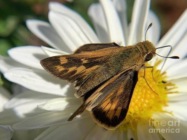 Skipper Poster featuring the photograph Ocola Skipper by Catherine Wilson