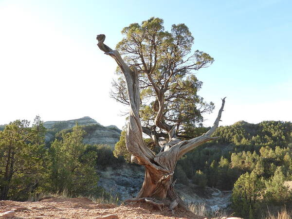 Juniper Poster featuring the photograph Old Twisted Juniper 2 by Amanda R Wright