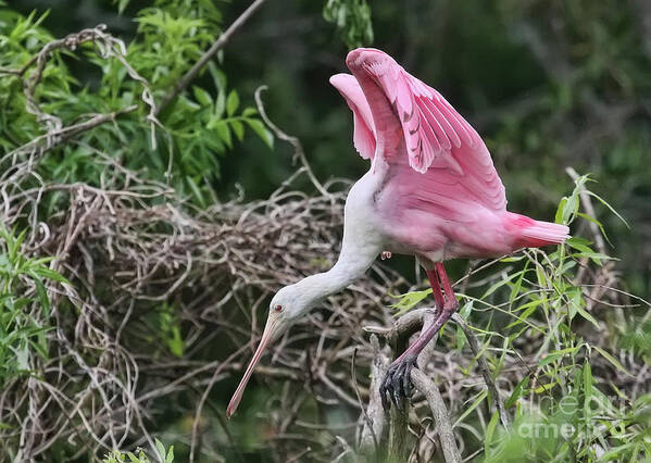 Roseate Spoonbill Poster featuring the photograph On the Tightrope by Jayne Carney