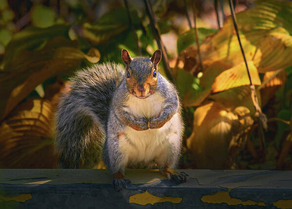 One Gray Squirrel Poster featuring the photograph One Gray Squirrel by Bob Orsillo