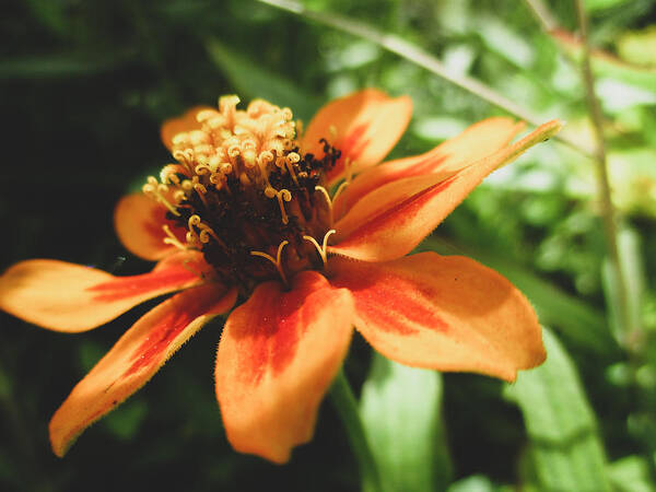 Zinnia Augustifolia Poster featuring the photograph Orange Creeping Zinnia by W Craig Photography