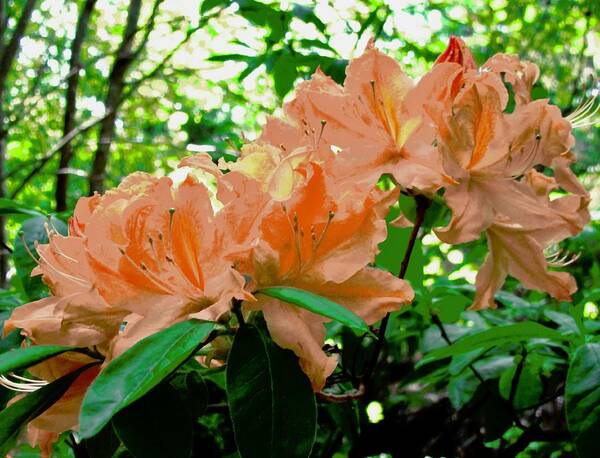 Flowers Poster featuring the photograph Orange FLowers by Stephanie Moore