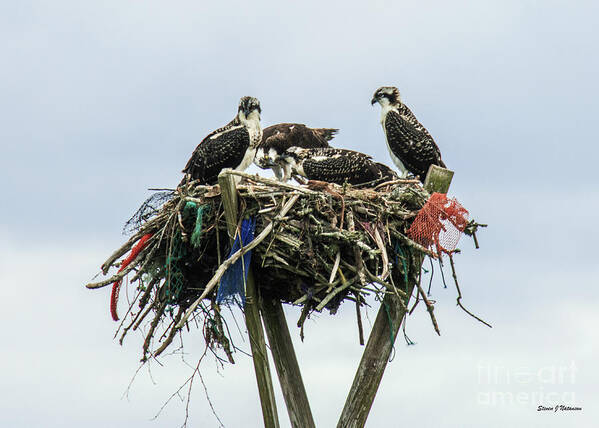 Natanson Poster featuring the photograph Osprey Take Out Dining by Steven Natanson