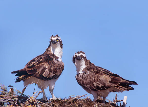 Tim Fitzharris Poster featuring the photograph Ospreys on Nest by Tim Fitzharris
