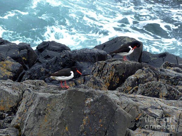 Oystercatchers Poster featuring the photograph Oystercatchers on rocks at Honningsvag, Norway by Phil Banks