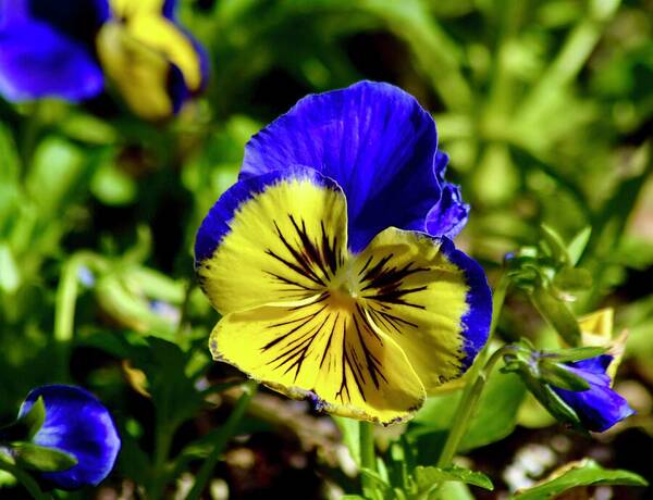 Pansy Beauty Poster featuring the photograph Pansy Beauty by Warren Thompson