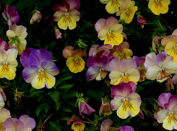 Pansies Poster featuring the photograph Pansy Power by Living Color Photography Lorraine Lynch