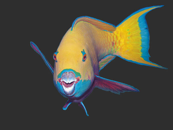 Heavybeak Parrotfish Poster featuring the mixed media Parrotfish - Eye catching make up on dark background - by Ute Niemann