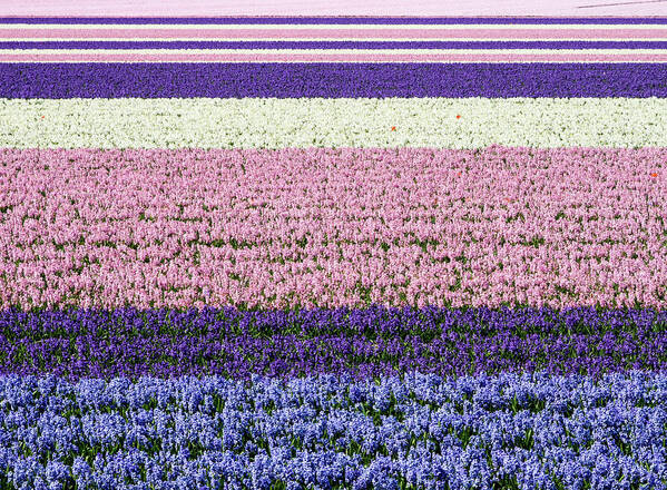 Agricultural Poster featuring the photograph Pastel Hyacinths by Eggers Photography