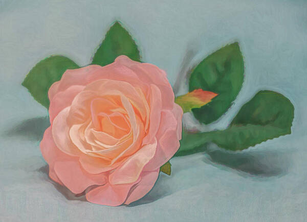 Roses Still Life Poster featuring the photograph Peach Rose Glow by Kevin Lane