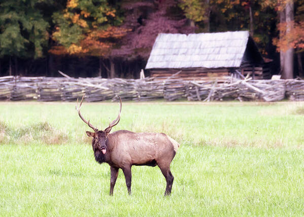 Elk Poster featuring the photograph Pfft - Bull Elk Sticking Tongue Out by Susan Rissi Tregoning