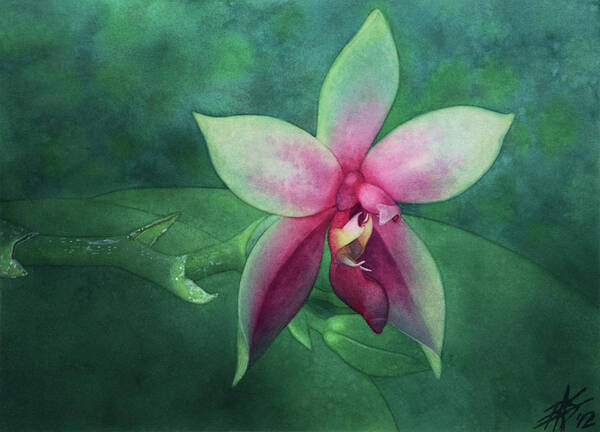 Orchid Poster featuring the painting Phalaenopsis bellina by Robin Street-Morris