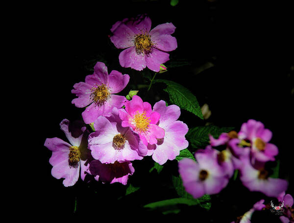 Pink Poster featuring the photograph Pink Blooms by Pam Rendall