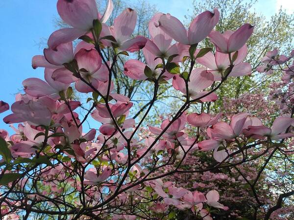 Pink Poster featuring the photograph Pink Dogwood Tree in Bloom by Christopher Lotito